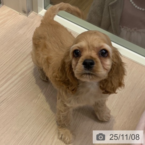 アメリカン・コッカー・スパニエルの写真