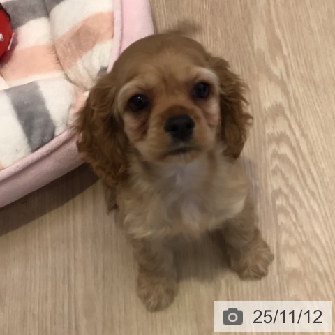 アメリカン・コッカー・スパニエルの写真