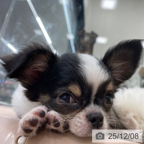 茨城県のチワワ(ロング) (ペッツワン つくば店/2025年9月8日生まれ/男の子/ブラックタンホワイト)の子犬の4枚目の画像