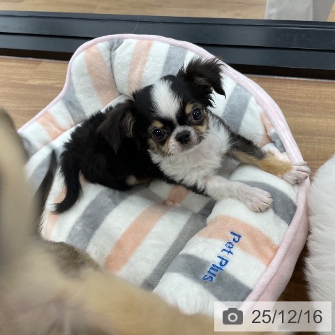 茨城県のチワワ(ロング) (ペッツワン つくば店/2025年9月8日生まれ/男の子/ブラックタンホワイト)の子犬の4枚目の画像