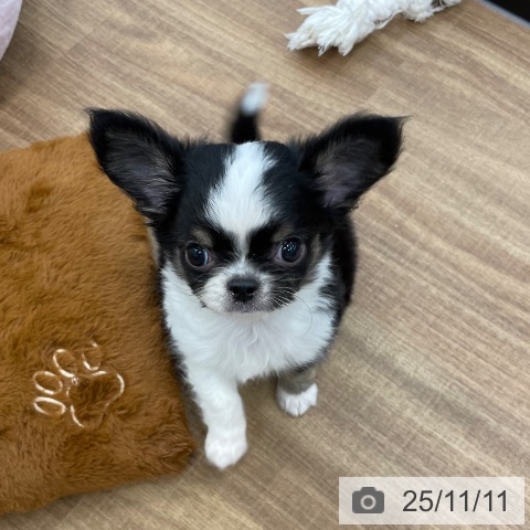 チワワの写真