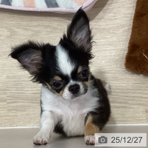 千葉県のチワワ(ロング) (ペットプラス 柏店/2025年9月8日生まれ/男の子/ブラックタンホワイト)の子犬の3枚目の画像