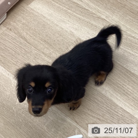 ミニチュア・ダックスフンドの写真