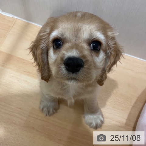 アメリカン・コッカー・スパニエルの写真