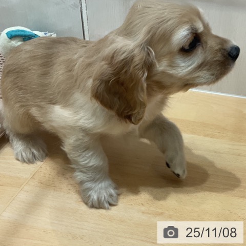 アメリカン・コッカー・スパニエルの写真