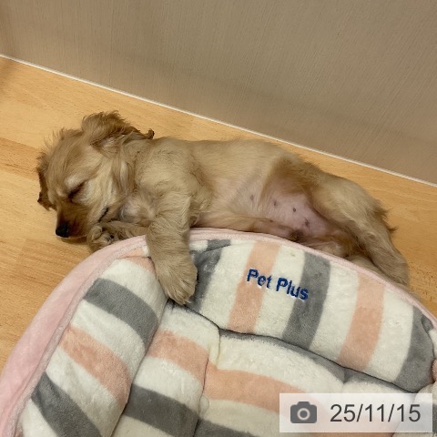 アメリカン・コッカー・スパニエルの写真