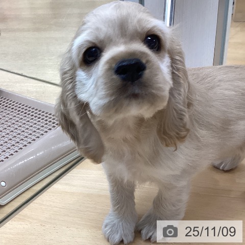 アメリカン・コッカー・スパニエルの写真