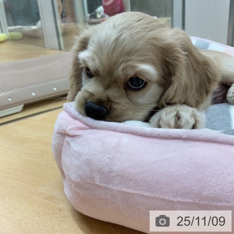 アメリカン・コッカー・スパニエルの写真