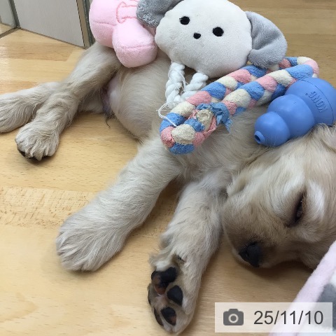 アメリカン・コッカー・スパニエルの写真