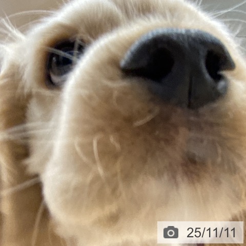 アメリカン・コッカー・スパニエルの写真