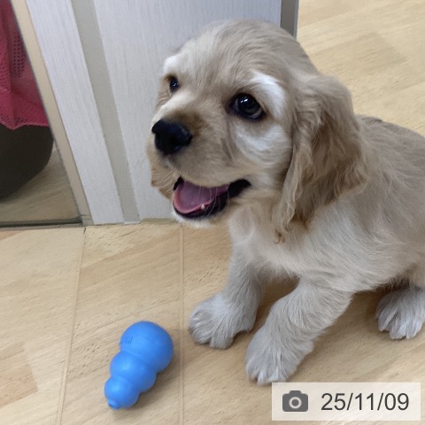 アメリカン・コッカー・スパニエルの写真