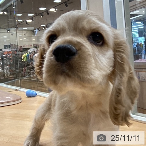 アメリカン・コッカー・スパニエルの写真