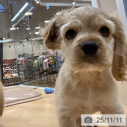 アメリカン・コッカー・スパニエルの写真