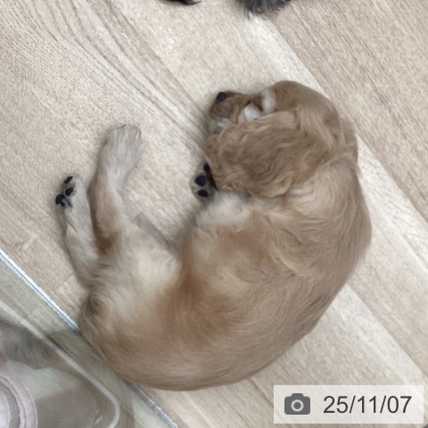 アメリカン・コッカー・スパニエルの写真