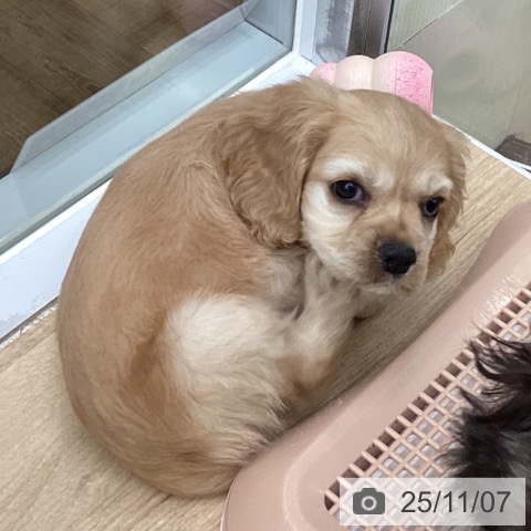 アメリカン・コッカー・スパニエルの写真