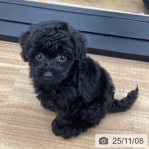 トイ・プードルの写真