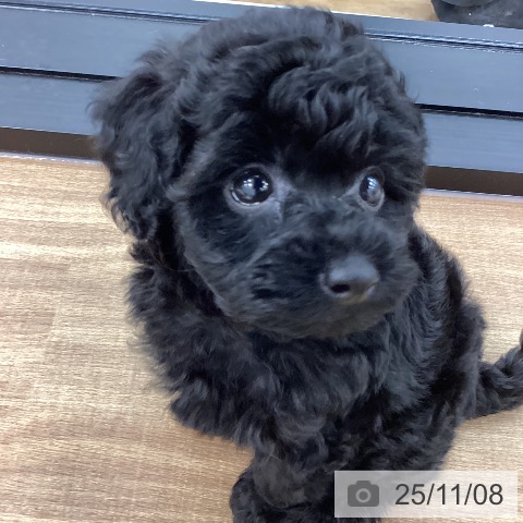 トイ・プードルの写真