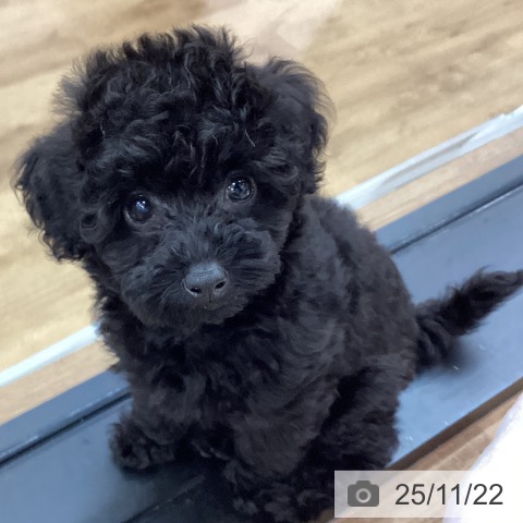 茨城県のトイプードル(トイ) (ペッツワン つくば店/2025年9月7日生まれ/女の子/ブラック)の子犬の3枚目の画像