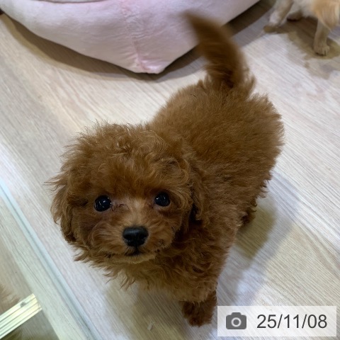 トイ・プードルの写真