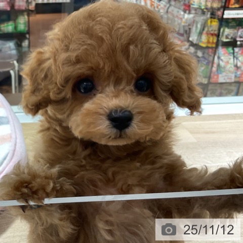 トイ・プードルの写真