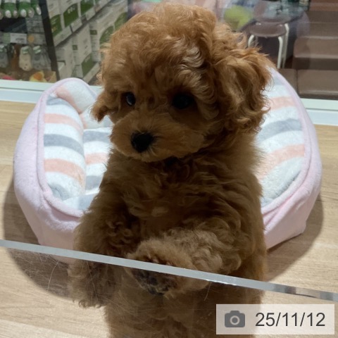 トイ・プードルの写真