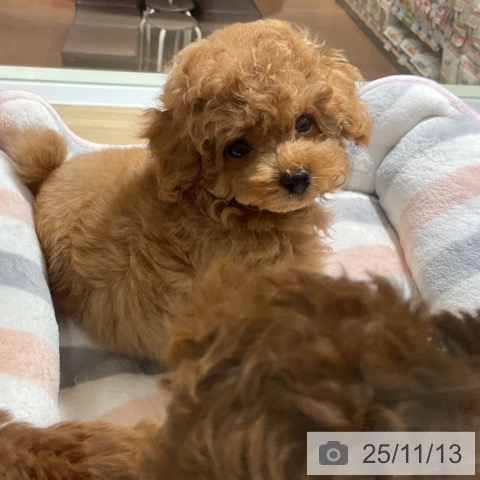 トイ・プードルの写真