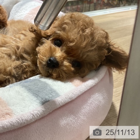 トイ・プードルの写真