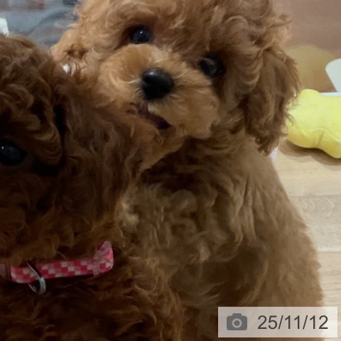 トイ・プードルの写真