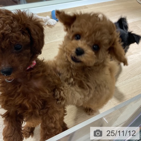 トイ・プードルの写真