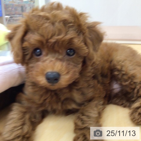 トイ・プードルの写真