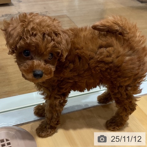 トイ・プードルの写真