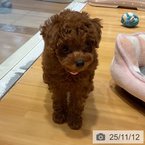 トイ・プードルの写真