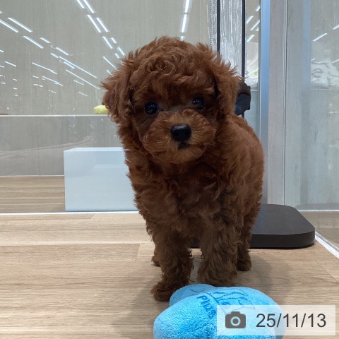 トイ・プードルの写真