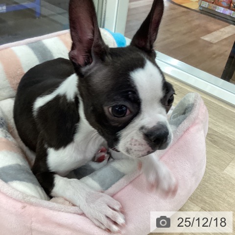 山梨県のボストンテリア (ペットプラス 甲府国母店/2025年9月10日生まれ/女の子/ブリンドルホワイト)の子犬の4枚目の画像