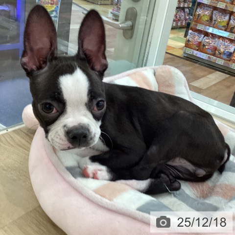 山梨県のボストンテリア (ペットプラス 甲府国母店/2025年9月10日生まれ/女の子/ブリンドルホワイト)の子犬の3枚目の画像