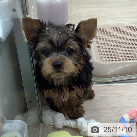 ヨークシャー・テリアの写真