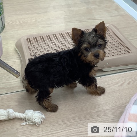 ヨークシャー・テリアの写真