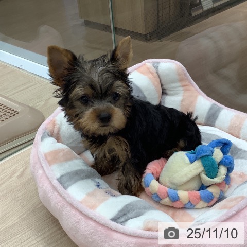 ヨークシャー・テリアの写真