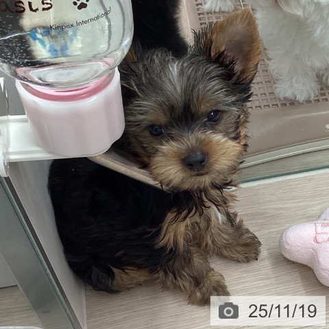 埼玉県のヨークシャーテリア (ペットプラス 川口店/2025年9月10日生まれ/男の子/スチールブルータン)の子犬の3枚目の画像