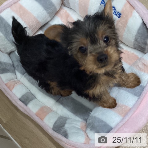 ヨークシャー・テリアの写真