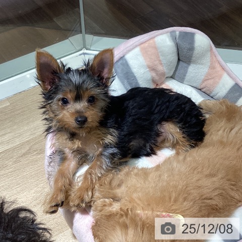 埼玉県のヨークシャーテリア (ペットプラス イオンモール春日部店/2025年9月10日生まれ/女の子/スチールブルータン)の子犬の4枚目の画像