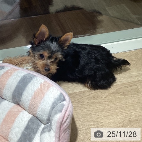 埼玉県のヨークシャーテリア (ペットプラス イオンモール春日部店/2025年9月10日生まれ/女の子/スチールブルータン)の子犬の3枚目の画像