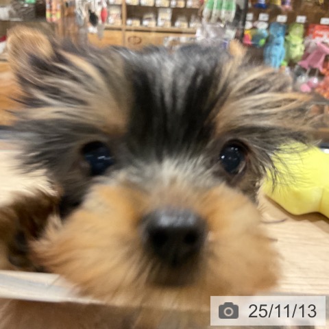 ヨークシャー・テリアの写真