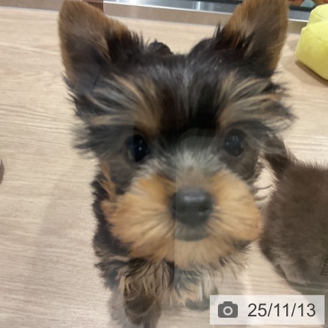 ヨークシャー・テリアの写真