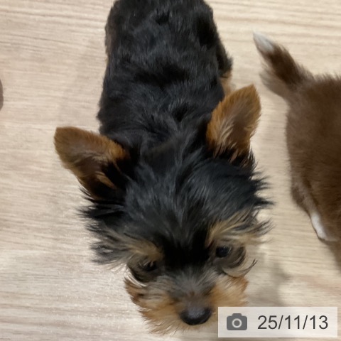 ヨークシャー・テリアの写真