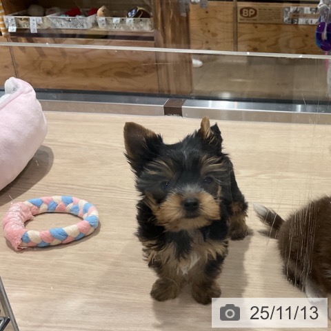 ヨークシャー・テリアの写真