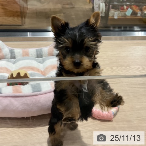 ヨークシャー・テリアの写真