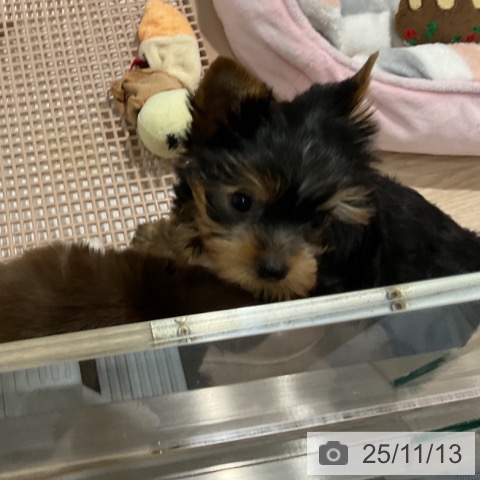 ヨークシャー・テリアの写真