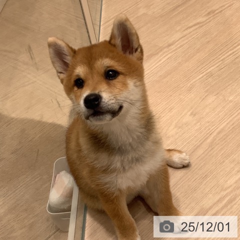 埼玉県の柴犬(標準サイズ) (ペットプラス 川口店/2025年9月9日生まれ/女の子/赤)の子犬の3枚目の画像