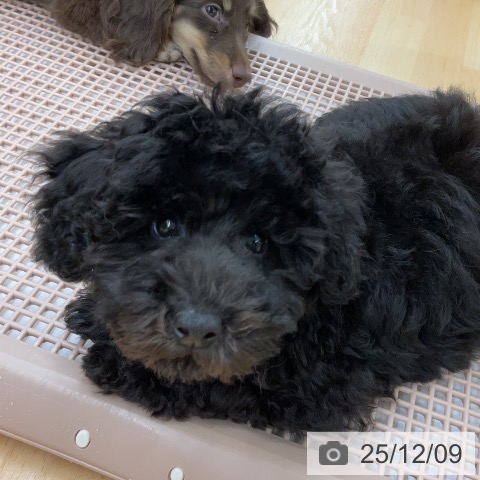 埼玉県のトイプードル(トイ) (ペットプラス 浦和美園店/2025年9月10日生まれ/男の子/ブラック)の子犬の4枚目の画像